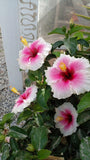 hibiscus plants for sale Choose Your Fav Color. Orchids