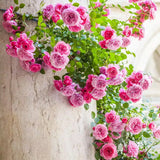 Bare Root Rose Climbing Zephirine Drouhin with Pink Flowers (2-Pack) Green Plant