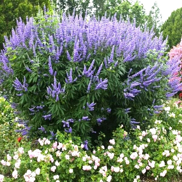 25 LILAC CHASTE TREE SEEDS - Vitex agnus-castus Garden Plants