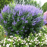 25 LILAC CHASTE TREE SEEDS - Vitex agnus-castus Garden Plants