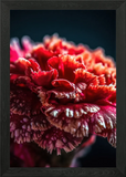Close-up of a Red Carnation Flower Framed Wall Art Poster Canvas Print Picture Carnation