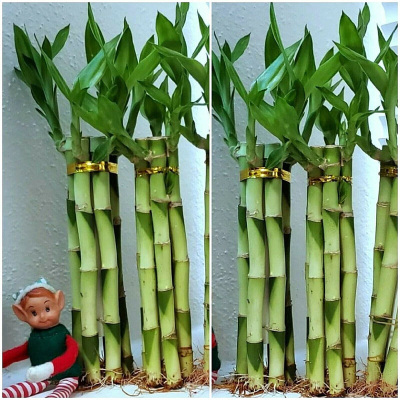 8" Lucky Bamboo 6 Healthy Plants, Gift, Feng Shui, Water Plant, Free Shipping Green Plant