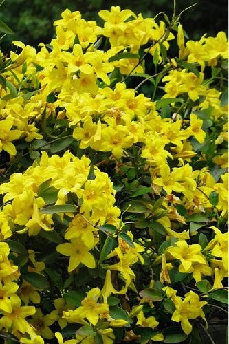 BIGNONIA "YELLOW" CROSSVINE*Rooted Starter Plant*USA SELLER*ATTRACTS BUTTERFLIES Garden Plants