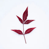 M&T 12PCS Real Pressed Dry red leaves, floral supply for art candle FSS35 Dried Flower