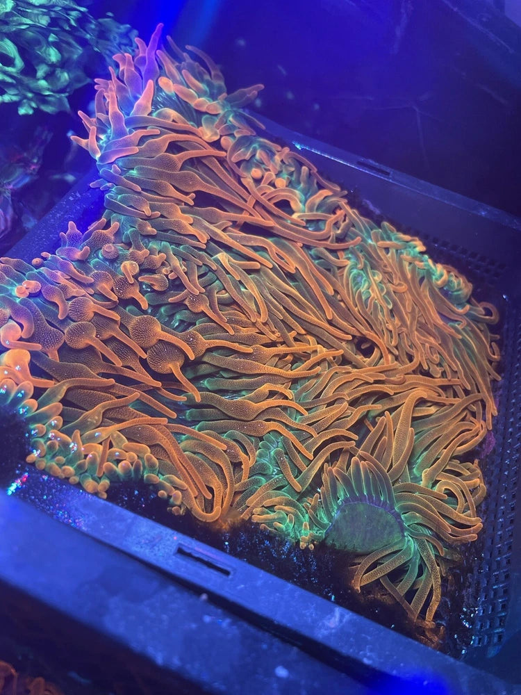 Rainbow Bubble Tip Anenome. Live Coral.  3Ó to Ò5 inches. Read Description. Anemone