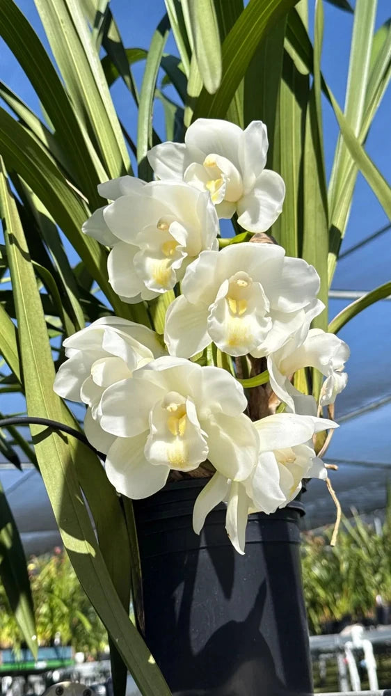 White cymbidium orchid cluster in dark blue pot with green leaves