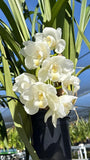 Cymbidium White Snow ~ 1 Gallon Pot Orchids