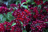 30 SOOTY DIANTHUS Barbatus Dark Maroon Red Sweet William Flower Seeds Flowering Plants