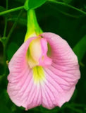Clitoria Ternatea Pink 10 Seeds, Butterfly Pea Garden Vine, Asian Pigeonwings Flowering Plants
