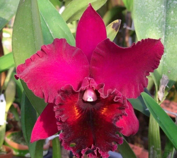 Pink ruffled orchid flower with dark maroon center and magenta petals