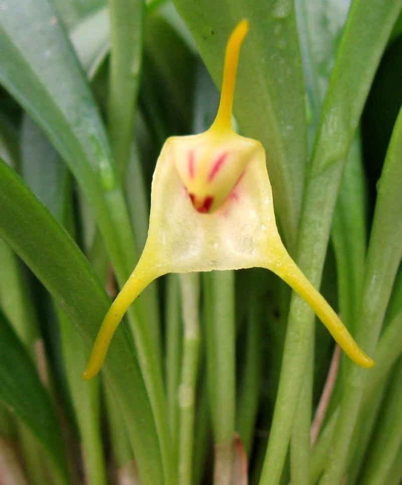 Blooming Size Orchid Species Masdevallia chasei Flowering Plants