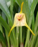 Blooming Size Orchid Species Masdevallia chasei Flowering Plants
