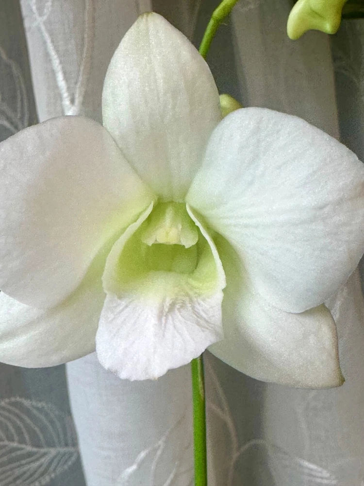 White Dendrobium Phalaenopsis orchid bloom with pale green center on green stem