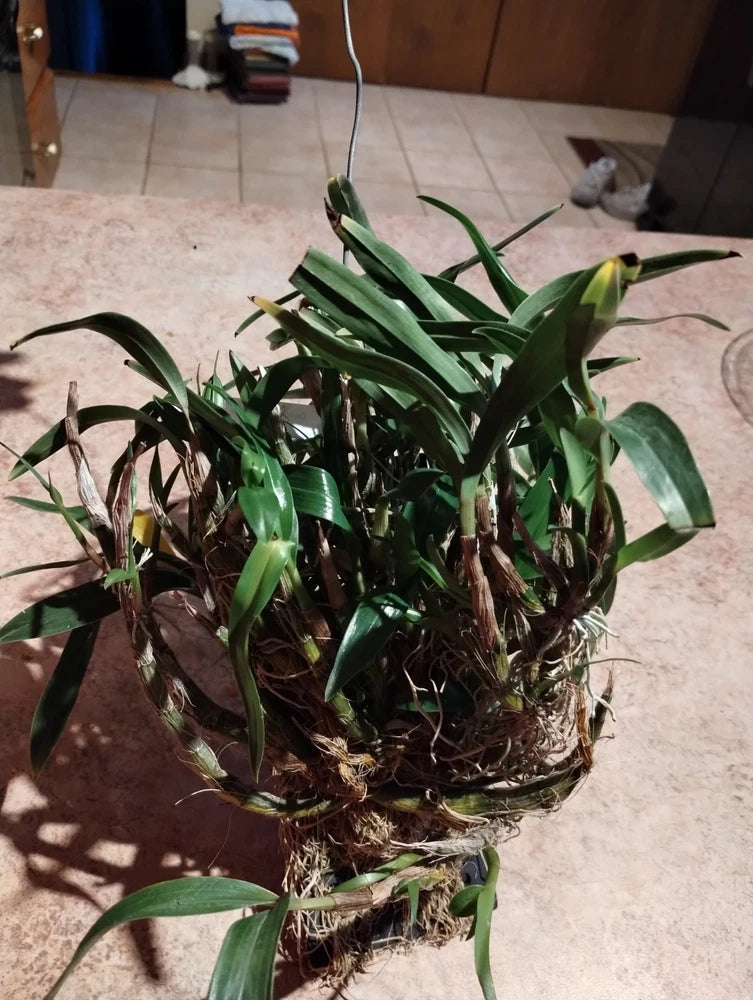 Dendrobium orchid plant in pot, green strap leaves with offshoot starter sprouts