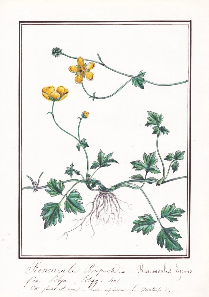 Crowfoot Ranunculus lepens flowers flower botany botany watercolor drawing 1830 Ranunculus