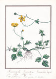 Crowfoot Ranunculus lepens flowers flower botany botany watercolor drawing 1830 Ranunculus