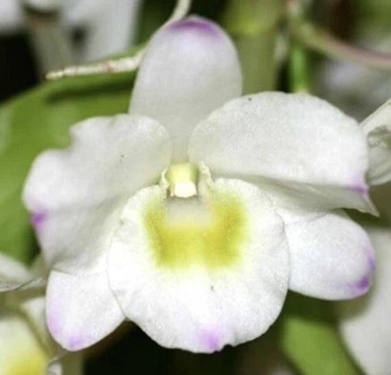 Nobile Dendrobium Second Love 3inch Hanging Pot Bloom size Orchids