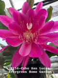 Rooted Epiphyllum Orchid Cactus ÒCabo San LucasÓ Growing In 4Ó Starter Pot. Orchids