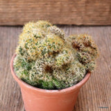 D4641 MAMMILLARIA SP. MONSTRUOSA pot8-H7-W10 cm MaMa Cactus Green Plant