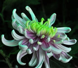 1 Pack 300 Green Blue Purple Chrysanthemum Seeds Courtyard Flower Green Plant
