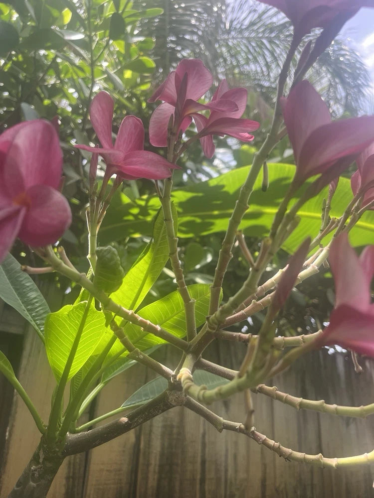1 Fresh cut Pink Flower Hawaiian Plumeria tree. Top cutting stub 8-10 Inches Orchids
