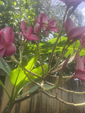 1 Fresh cut Pink Flower Hawaiian Plumeria tree. Top cutting stub 8-10 Inches Orchids