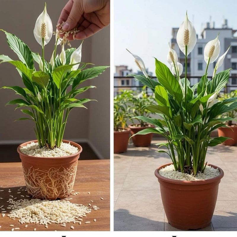 Peace lily live plant in terracotta pot with upright white spathes and green leaves