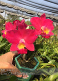 Tea cup size Ctts. Chief Berry 'Ember' Orchids