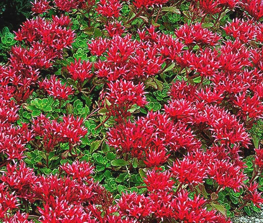 SEDUM SUMMER GLORY STONECROP Sedum Spurium - 500 Bulk Seeds Flowering Plants