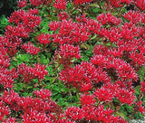 SEDUM SUMMER GLORY STONECROP Sedum Spurium - 500 Bulk Seeds Flowering Plants