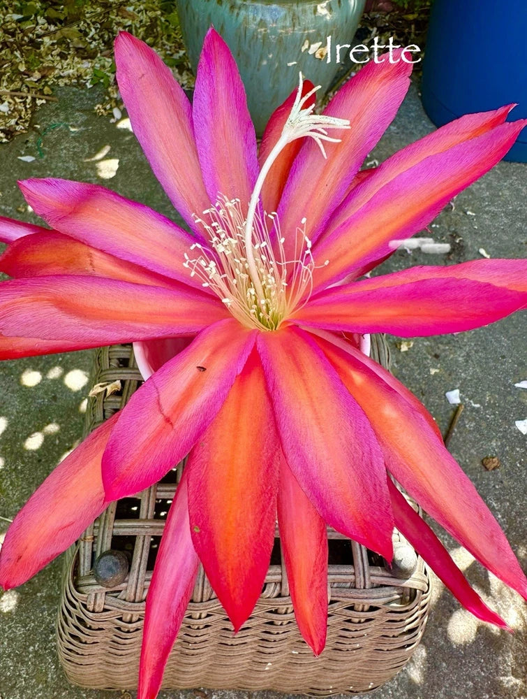 Irette epiphyllum orchid cutting with large pink and purple star-shaped flower
