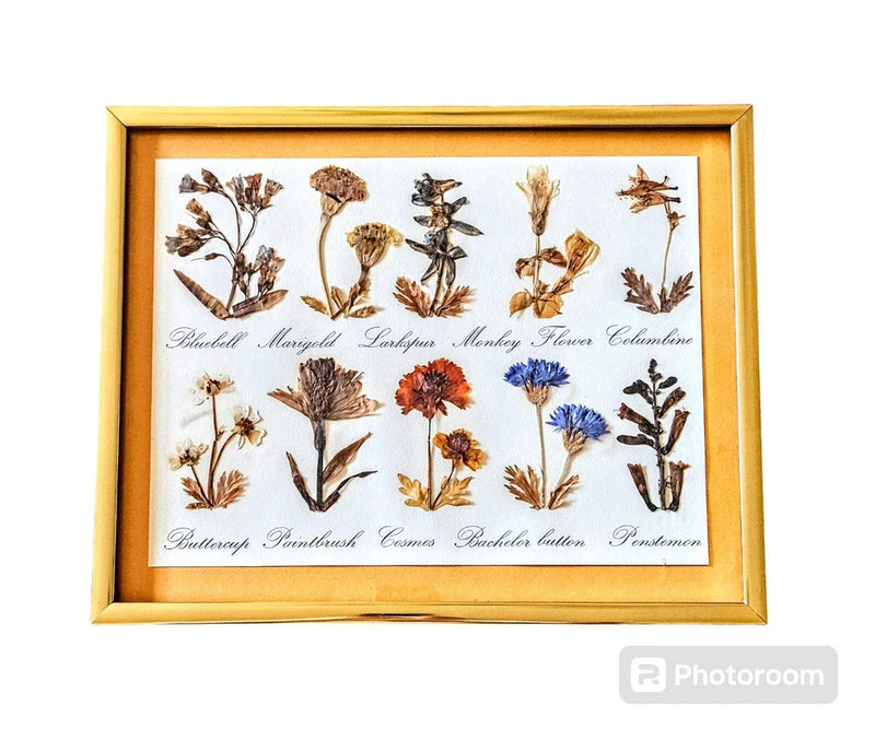 Framed pressed wildflower dried wall art under glass with botanical specimens