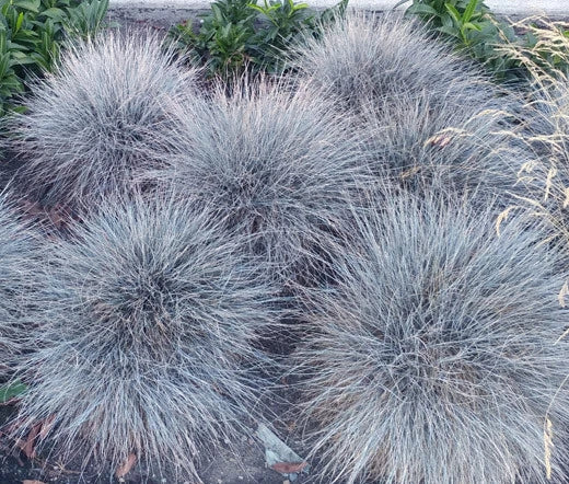 BLUE FESCUE Festuca Glauca Ornamental - 1,000 Bulk Seeds Garden Plants