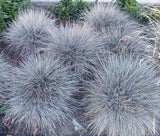 BLUE FESCUE Festuca Glauca Ornamental - 1,000 Bulk Seeds Garden Plants
