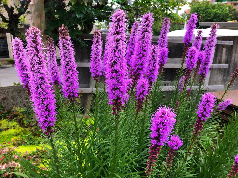 500 PURPLE BLAZING STAR GAYFEATHER LIATRIS Spicata Flower Seeds *Flat S/H Flowering Plants