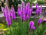 500 PURPLE BLAZING STAR GAYFEATHER LIATRIS Spicata Flower Seeds *Flat S/H Flowering Plants