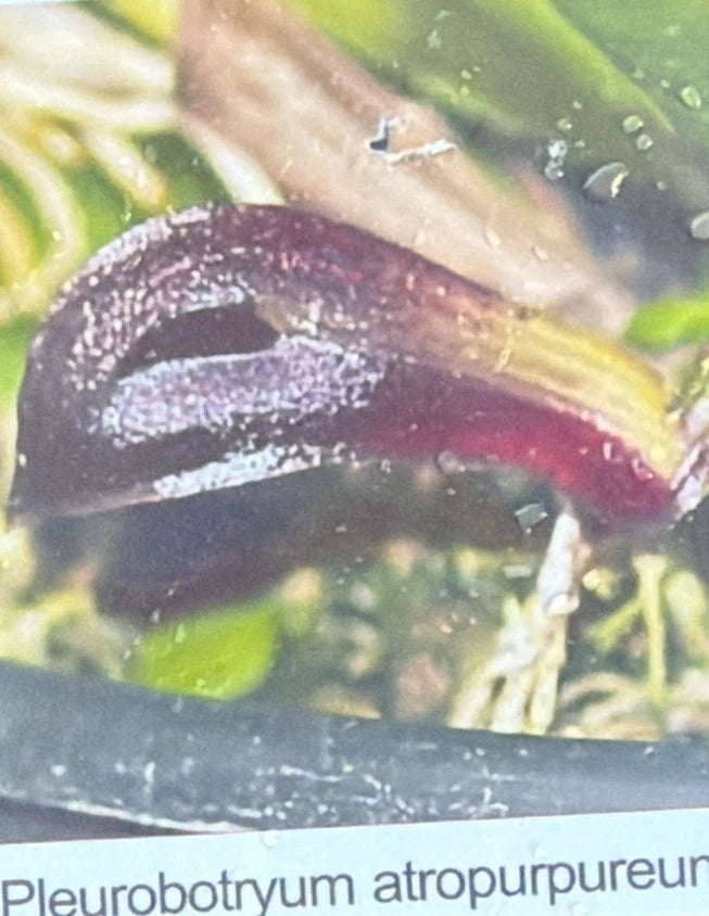 Orchid live Pleurobotryum atropupureum- bare root Orchids