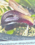 Orchid live Pleurobotryum atropupureum- bare root Orchids