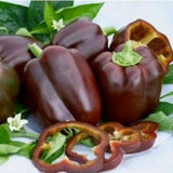 25 + seeds Chocolate Beaut  sweet pepper garden planting  food extreme sweetness Garden Plants