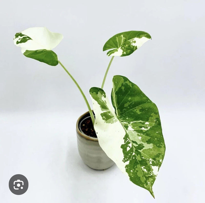 Potted variegated Alocasia plant with large green-and-white leaves