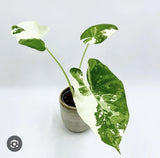 Alocasia Adore Variagate Plant Orchids