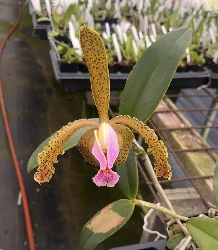 Speckled yellow orchid with pink and white lip, green leaves on a plant