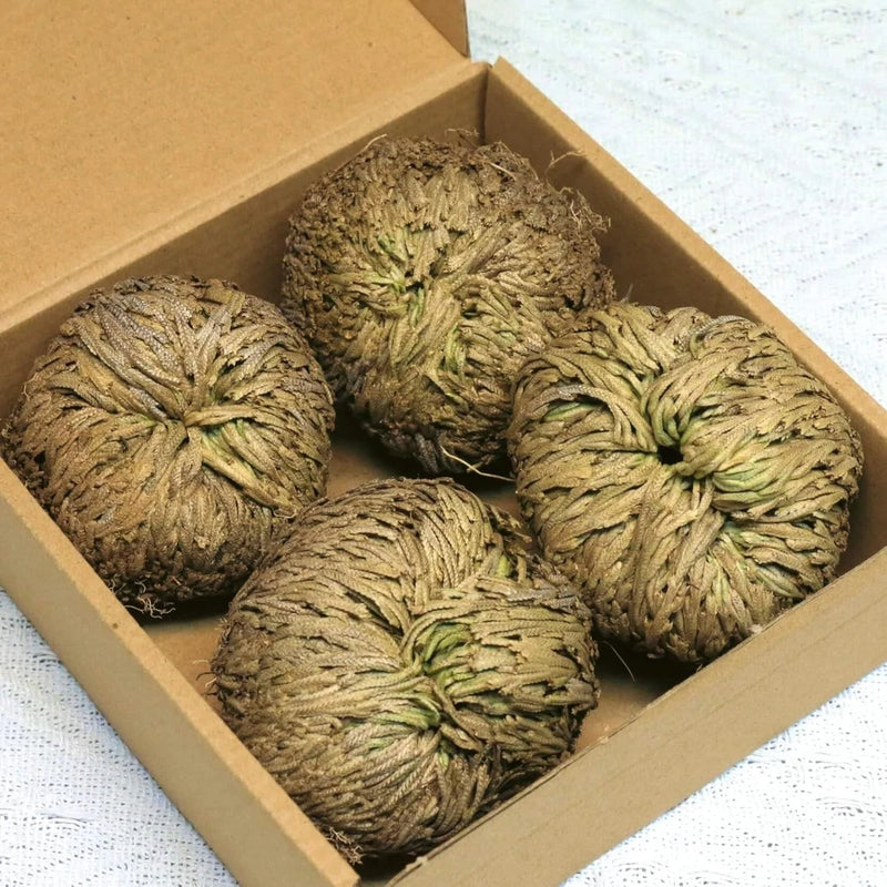4-Pack Large Premium Dried Rose of Jericho, Selaginella Resurrection yellow Dried Flower