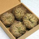 4-Pack Large Premium Dried Rose of Jericho, Selaginella Resurrection yellow Dried Flower