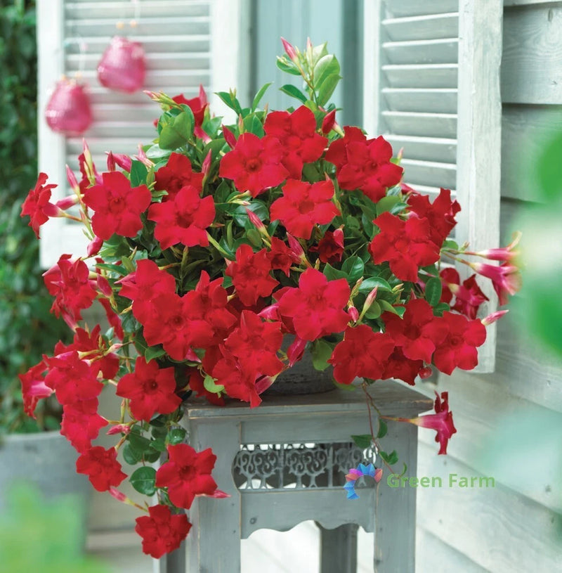 100 Seeds Mandevilla Red Rocktrumpet Fragrant Flowers Evergreen Flowering Vines Flowering Plants