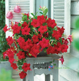 100 Seeds Mandevilla Red Rocktrumpet Fragrant Flowers Evergreen Flowering Vines Flowering Plants