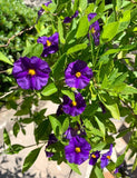 Lycianthes rantonnetii, Potato Bush - 10 unrooted stems 4-6 inches - USA Green Plant