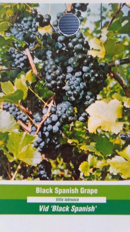 Black Spanish Grape Vine 2 Gal. Plants Vines Plant Grapes Vineyards Home Garden Garden Plants