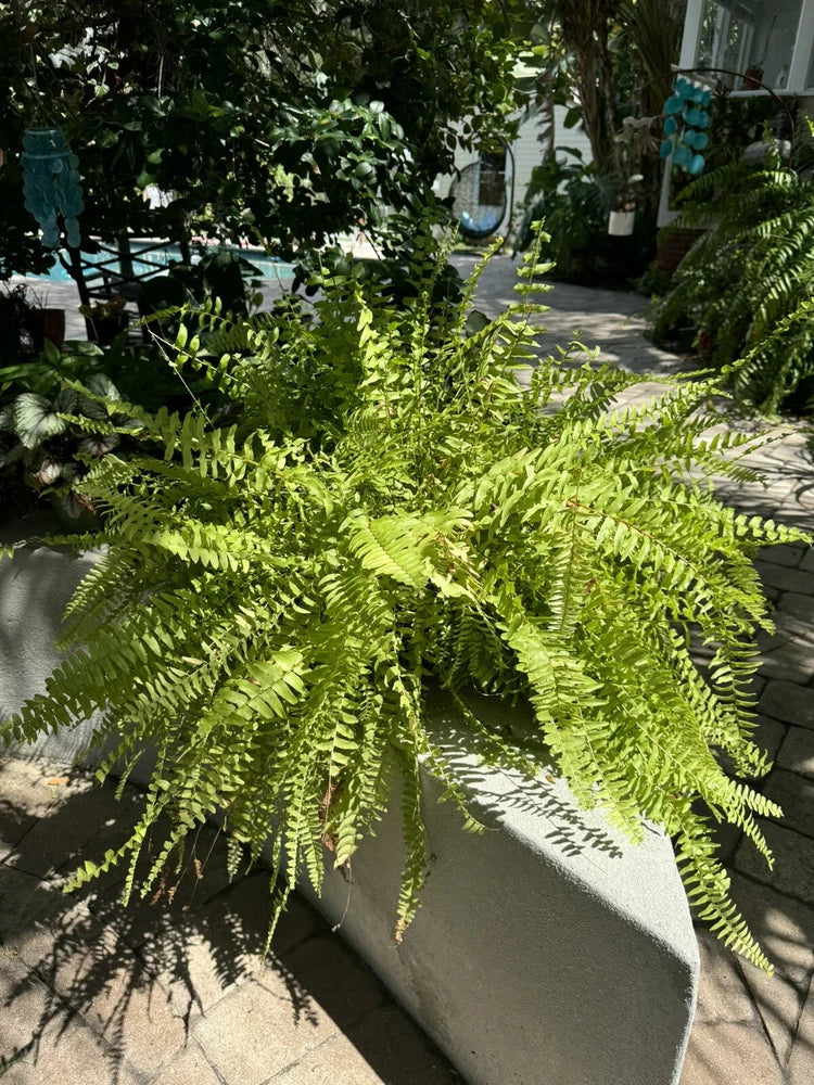 Green fern plant in gray pot