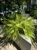 ferns live plants Orchids